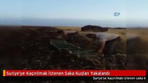 Suriye'ye Kaçırılmak İstenen Saka Kuşları Yakalandı