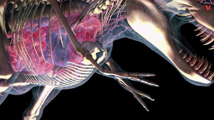 Tiny T. Rex Arms May Have Been Vicious Weapons