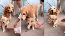 Uma cadela extremamente protetora para com o seu bebé... SO CUTE!