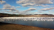 10,000 Snow Geese Taking Off Together