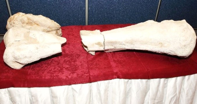 Kayseri'de 10 Milyon Yıl Öncesine Ait, Fil Olduğu Düşünülen Fosil Bulundu!