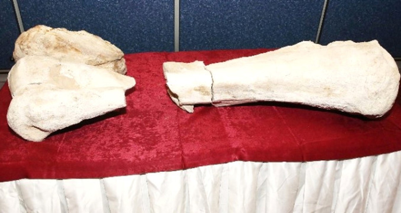 Kayseri'de 10 Milyon Yıl Öncesine Ait, Fil Olduğu Düşünülen Fosil Bulundu!