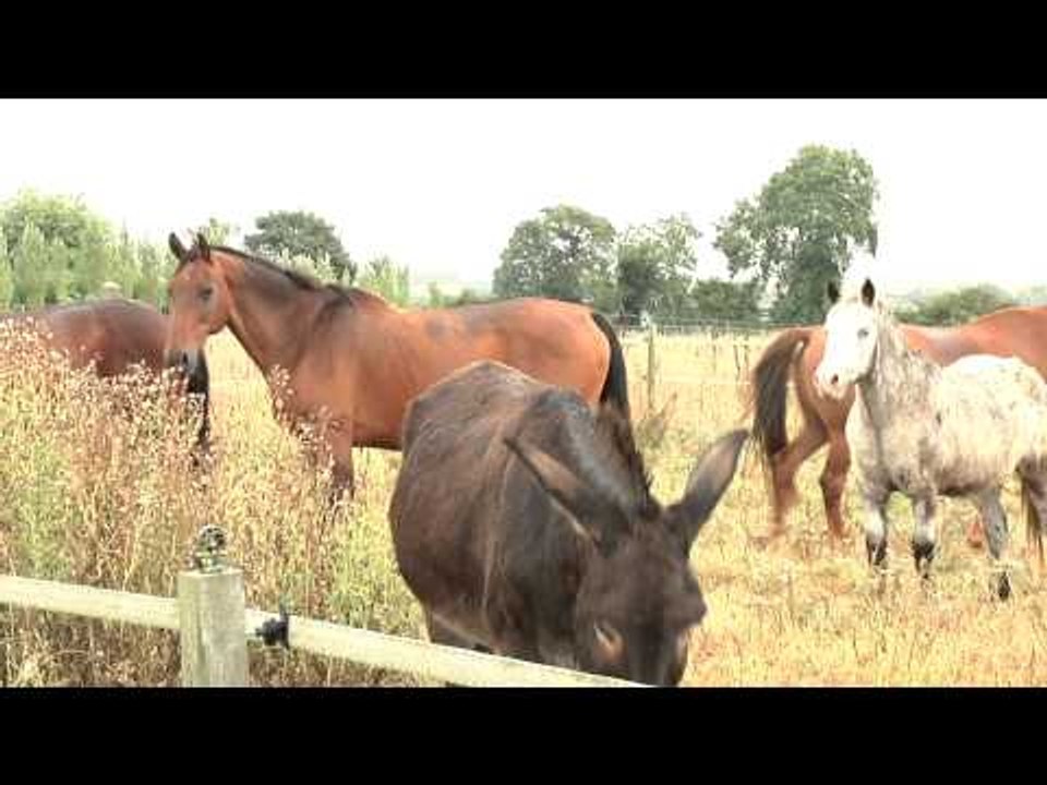 WPT Visits AVA Animal Rescue in Paris