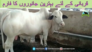 729 | Bull Qurbani 2018/2019 | Cow mandi 2018 Karachi