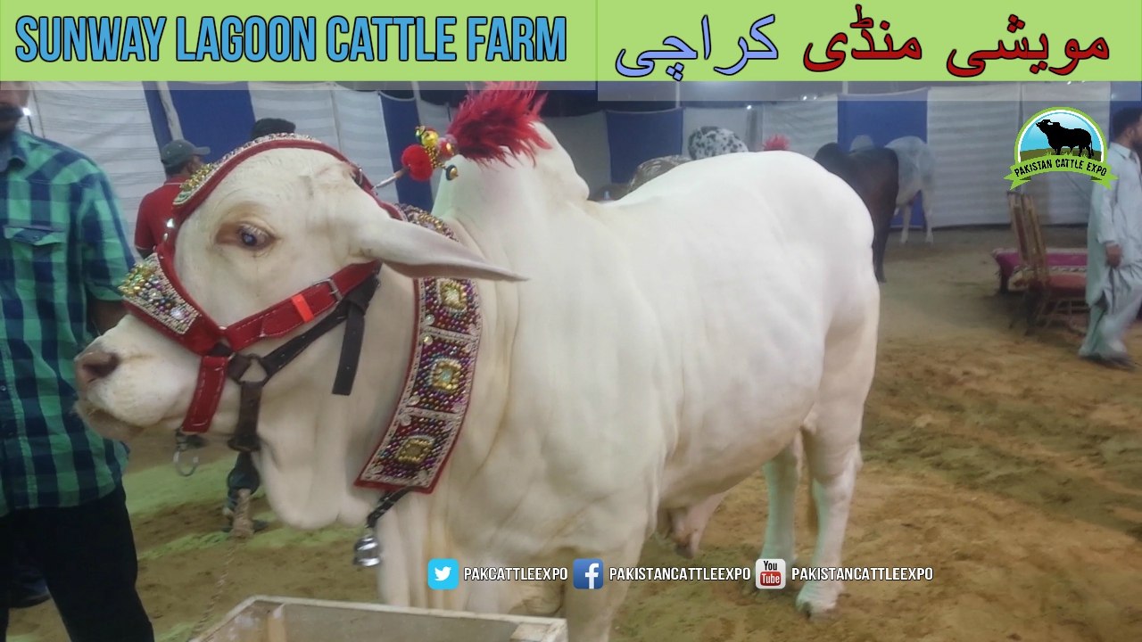 730 | Cow Mandi 2018/2019 | Karachi SOhrab Goth | Sunway Lagoon