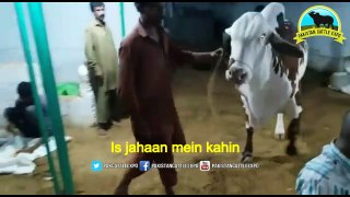 731| Bull Qurbani 2018/2019 | Karachi Sohrab Goth | Laal Baba Cattle Farm