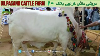 732 | Dilpasand Cattle Farm | Cow mandi 2018/2019 | Karachi Sohrab Goth