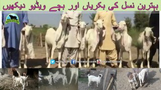 733 | Goat Farming in Pakistan | Quality Goats | Bakra Mandi 2018/2019