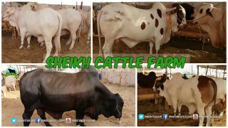734 | Sheikh Cattle Farm | Cow mandi 2018/2019 | Karachi Sohrab Goth