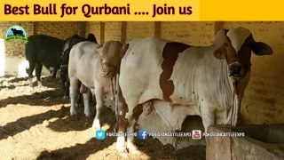 736 | Asif Shahzad cattle | Bull & Cow farming in Pakistan | Cow mandi 2018/2019
