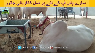 738 | Cow Mandi 2018/2019 | Karachi Sohrab Goth | Pakistan Cattle Expo