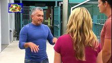 cesar-millan-doggis-nightmare-dog-whisperer-teaching-treating-dogs