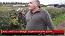 Kurt Avını Görüntülemeye Çalışan Hayvansever, Avcının Tokadıyla Hastanelik Oldu!