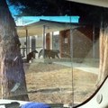 Bears by School Playground