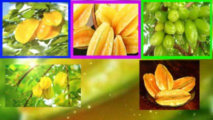 Bahaya Buah Belimbing Pada Penyakit Ginjal