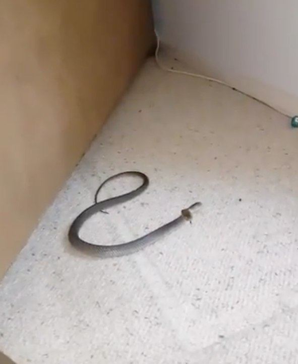 Eastern Brown Snake Found in Family Home in Queensland, Australia