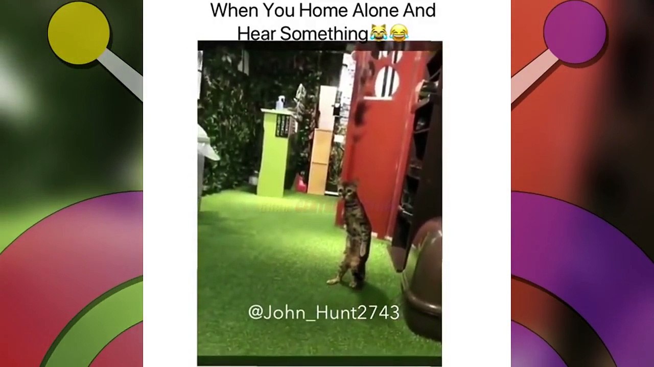 ANIMAL VOICEOVER COMPILATION #21 - @JOHN_HUNT2743