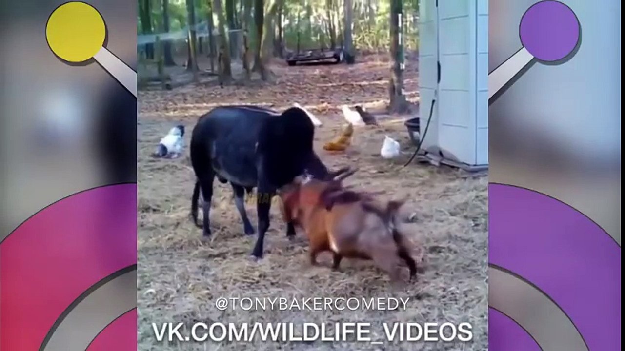 ANIMAL VOICEOVER COMPILATION #11 - @TONYBAKERCOMEDY