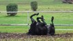 A este caballo le encantan las hojas caídas del otoño