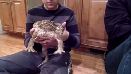 C'est probablement le plus gros crapaud au monde !