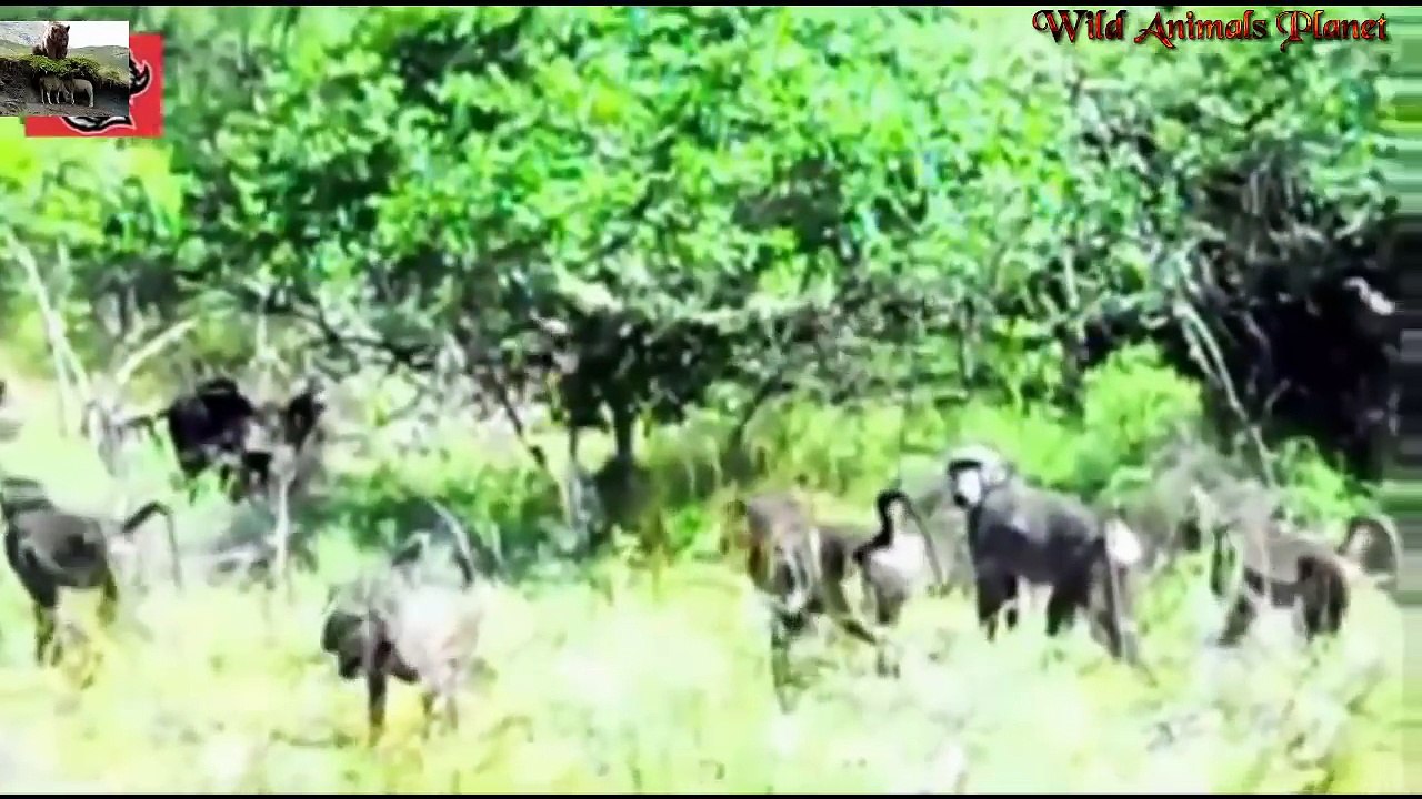 The Rise Of The Planet Of The Apes APes vs Snake vs Snake, squirrel, Ratel, Crocodile