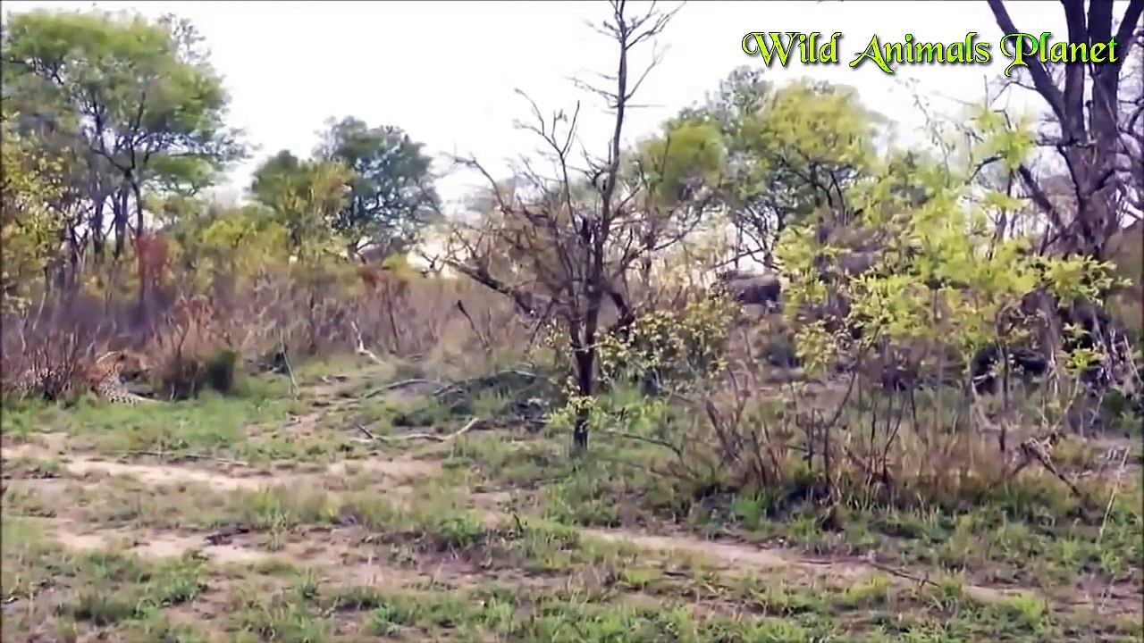 6 Warthogs vs Crocodile vs Lion vs Buffalo vs Bear vs Leopard vs Elephant vs Giraffe