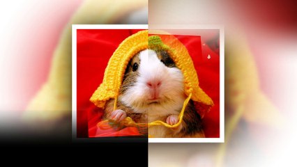 Lovely Hamster mouse ! You will be to like them after watching this video !