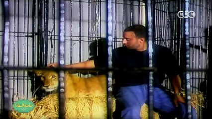 صاحبة السعادة | السقا يحكى تفاصيل  مهاجمة أسد له أثناء تصوير أفريكانو