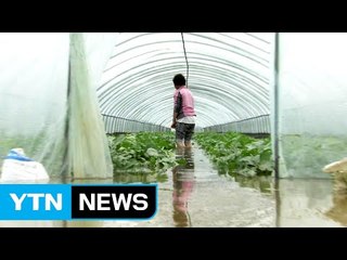 물폭탄에 수확 앞둔 농민들 망연자실 / YTN (Yes! Top News)