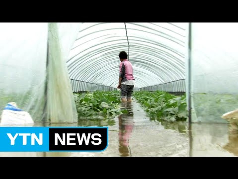 물폭탄에 수확 앞둔 농민들 망연자실 / YTN (Yes! Top News)