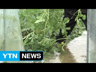 물폭탄에 수확 앞둔 농민들 망연자실 / YTN (Yes! Top News)