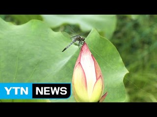 [울산] 울산 '회야댐 생태 습지' 20일 개방 / YTN (Yes! Top News)