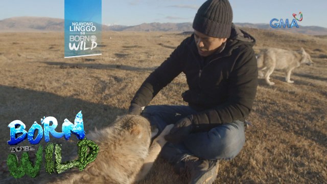 Born to be Wild: From Mongolia to New Zealand