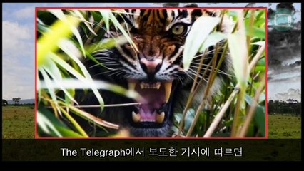 호랑이 vs 코끼리 충격적인 동영상 호랑이의 재평가