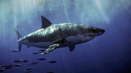 [MP4 1080p] Did The South African Navy Encounter A Giant Megalodon Shark_
