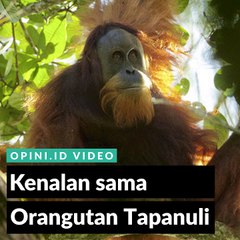 Kenalan sama Orangutan Tapanuli