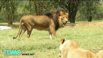 Un lion dévore une touriste américaine lors dun safari en Afrique du Sud