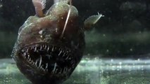 Anglerfish, un poisson terrifiant