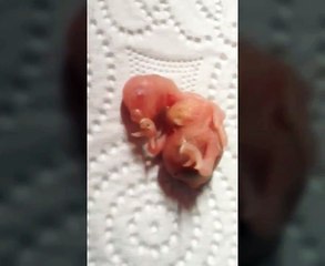 Yeni doğmuş albino muhabbet kuşum 