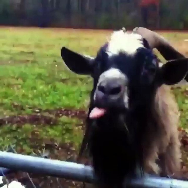 My favourite animal ❤️ Tag your friends! Don't forget to follow me