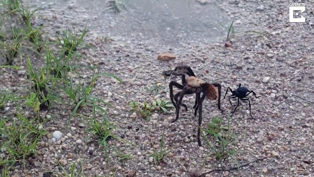 Battle of the creepy crawlies – Wasp attacks giant tarantula