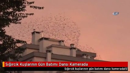 Sığırcık Kuşlarının Gün Batımı Dansı Kamerada