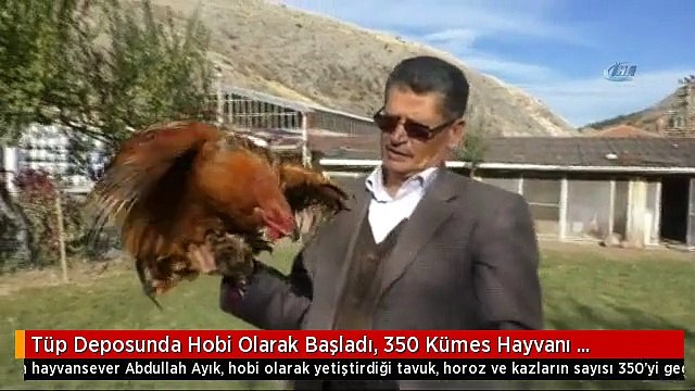 Tüp Deposunda Hobi Olarak Başladı, 350 Kümes Hayvanı Besliyor