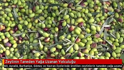 Zeytinin Taneden Yağa Uzanan Yolculuğu