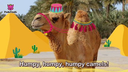 Humpy Lumpy Camel _ Camel _ Animal Songs _ Pinkfong Songs for Children-lKE3rtfc8LA