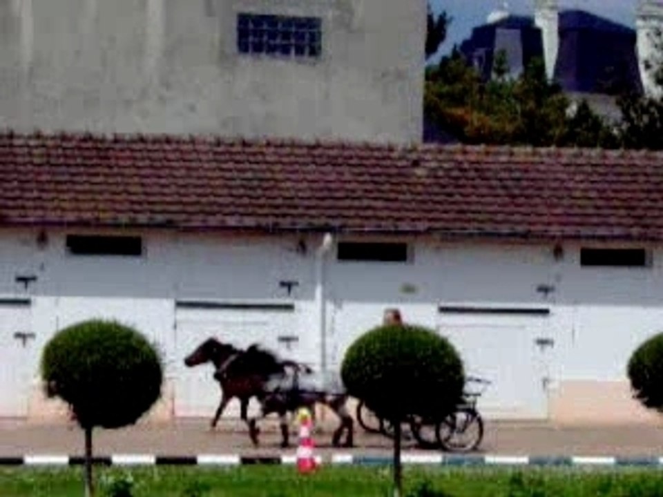 Course attelée 081