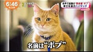 James and Bob◆Japanese morning news program ―ボブという名の猫―めざましテレビ170803