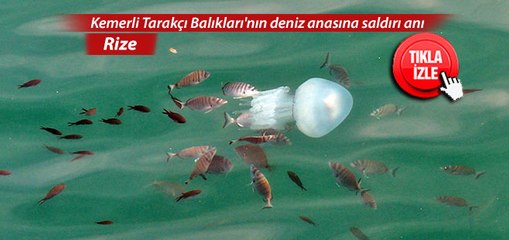 Kemerli Tarakçı Balıkları'nın deniz anasına saldırı anı