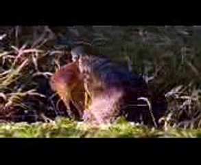 Crocodile Attacks Their Prey - The Most Awful Attacks Of King Swamp