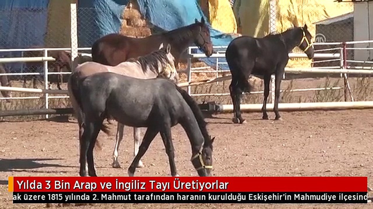 Yılda 3 Bin Arap ve İngiliz Tayı Üretiyorlar